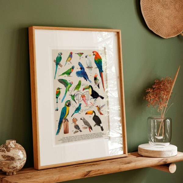 Affiche Les oiseaux remarquables du monde – Image 3