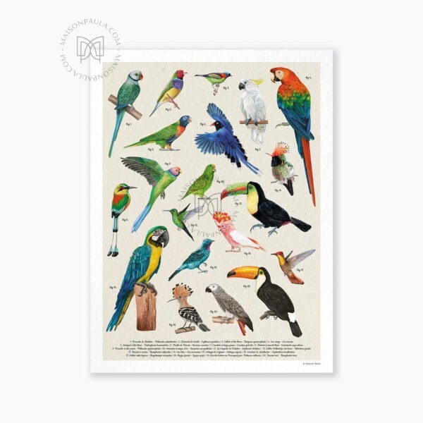 Affiche oiseaux remarquables