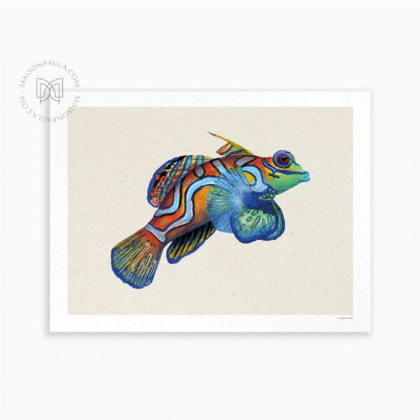 Affiche Poisson Dragonnet Mandarin