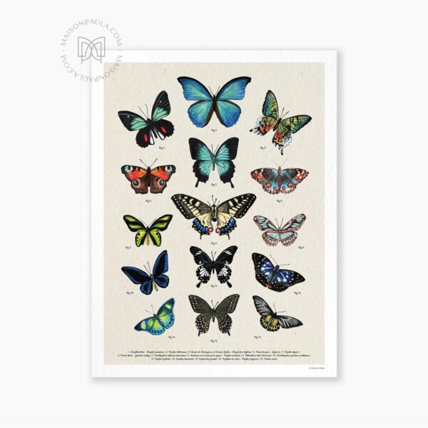 Affiche Planche entomologique papillons