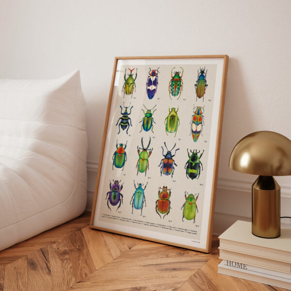 Affiche ou poster planche entomologique décorative sur les coleopteres