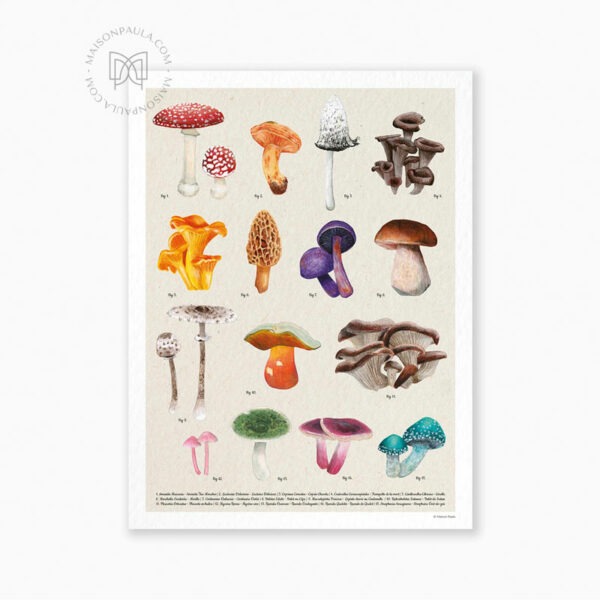 Affiche champignons