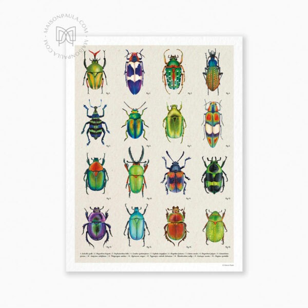Affiche Planche entomologique coléoptères