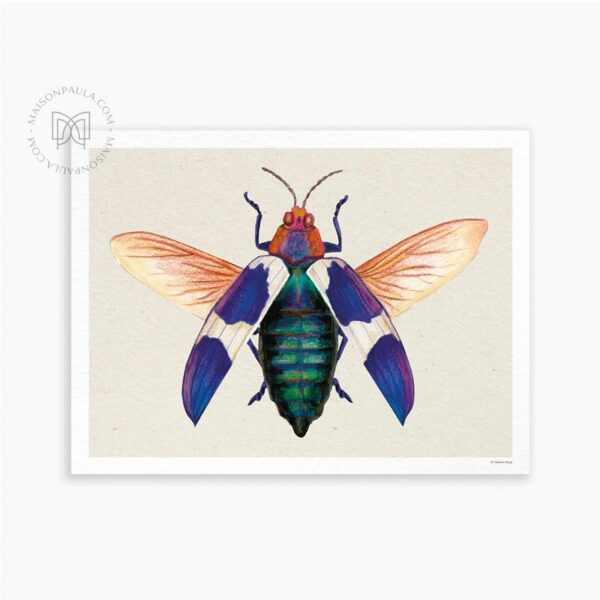 Affiche Coléoptère Chrysochroa buqueti