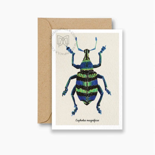 Carte postale Scarabée Eupholus magnificus