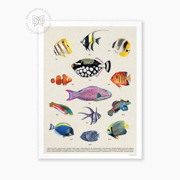 Affiche décoration murale Les poissons des récifs coralliens