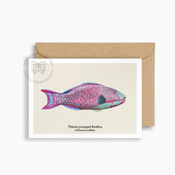 Carte postale Poisson perroquet bicolore