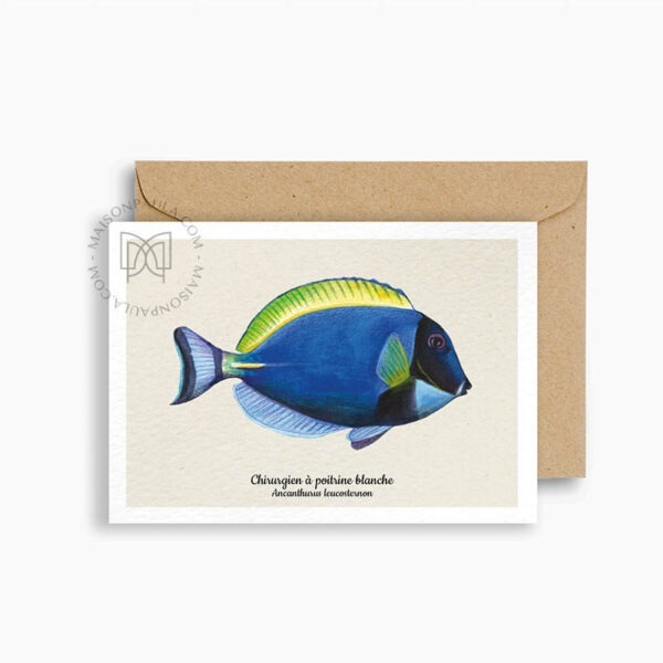 Carte postale Poisson chirurgien à poitrine blanche