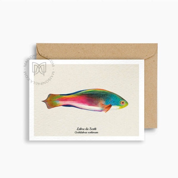 Carte postale Poisson Labre de Scott