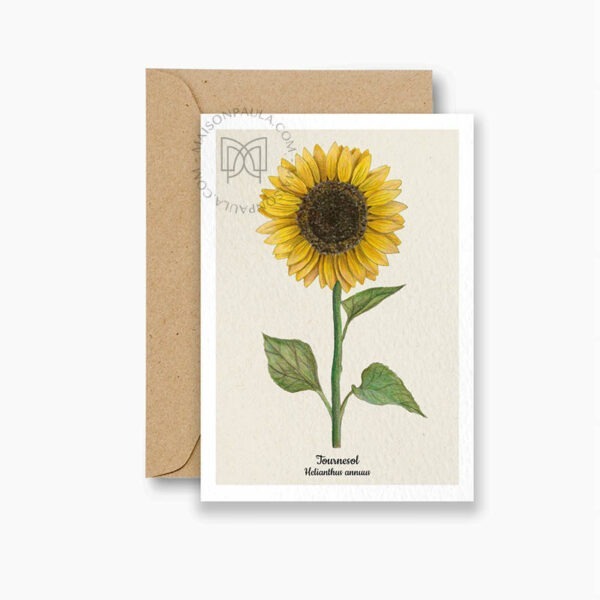 Carte postale botanique, dessin d'un tournesol, fleur symbole de joie, de chaleur et d'optimisme