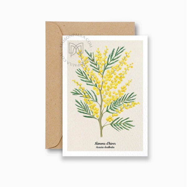 Carte postale et affiche dessin mimosa