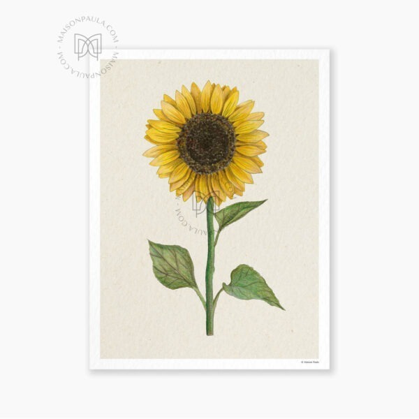 Affiche Fleur Tournesol