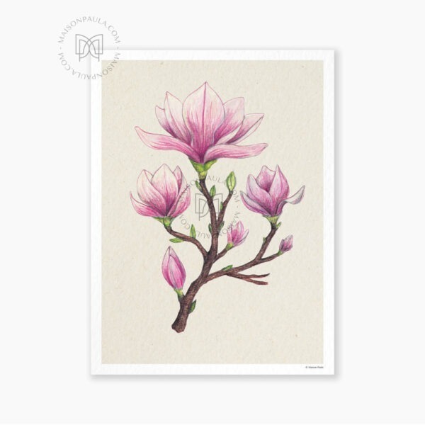 Affiche Fleur Magnolia de Chine