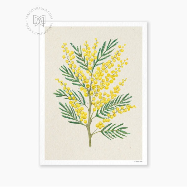 Affiche Fleur Mimosa