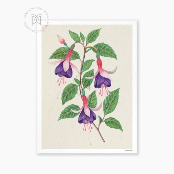 Affiche Fleur Fuchsia