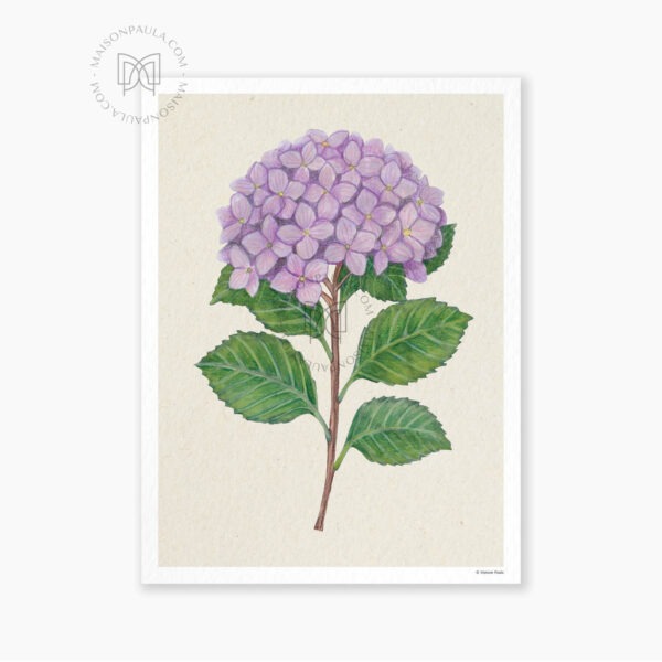 Affiche Fleur Hortensia