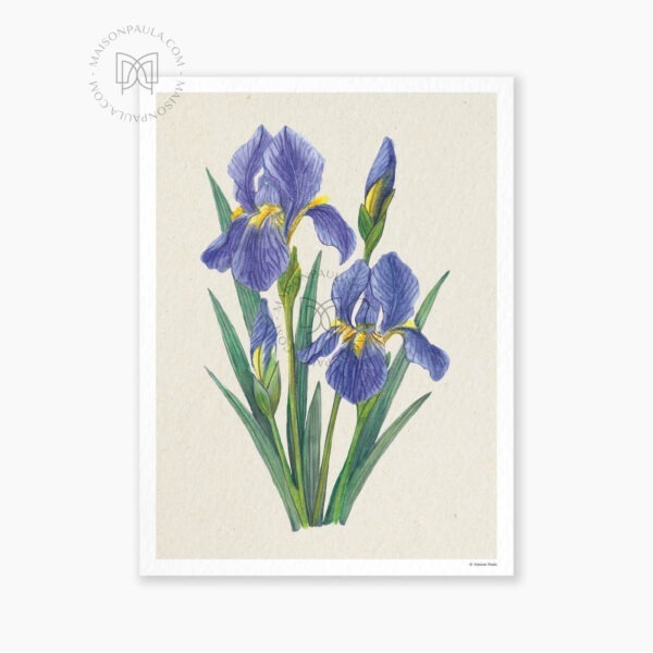 Affiche Fleur Iris - Fond naturel