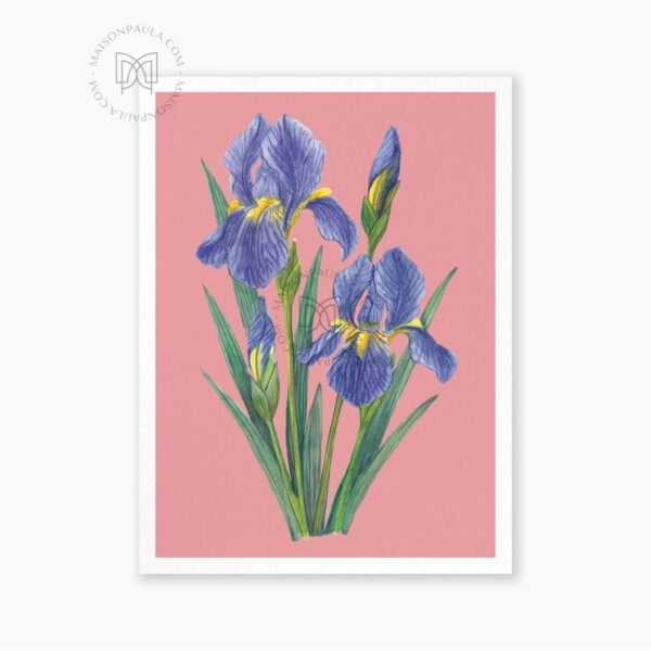 Affiche Fleur Iris - Fond rose