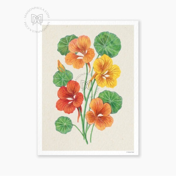 Affiche Fleur Capucine