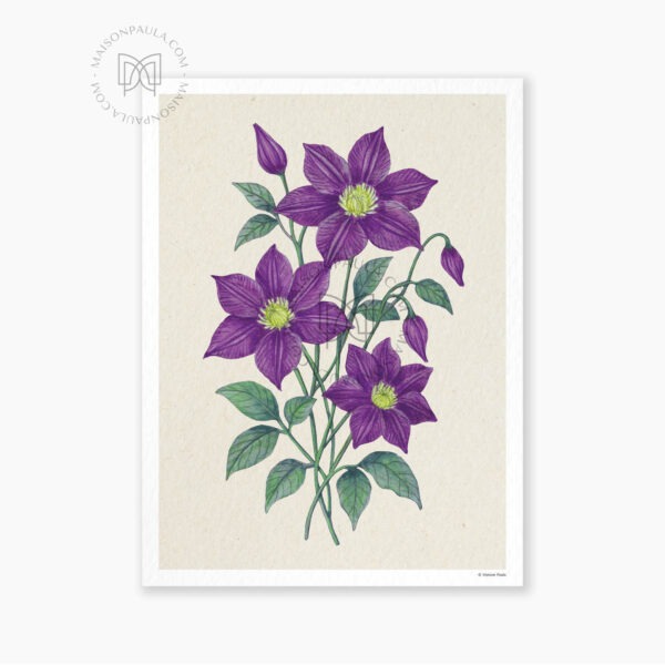Affiche Fleur Clématite