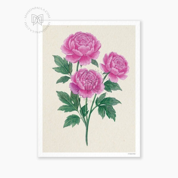 Affiche Fleur Pivoine - Fond naturel