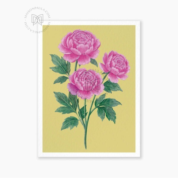 Affiche Fleur Pivoine - Fond anis
