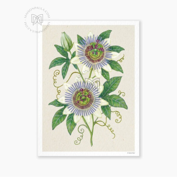 Affiche Fleur Passiflore - Fond naturel